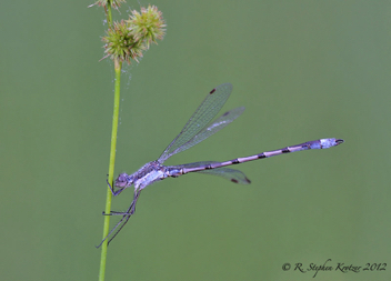 Lestes australis, male